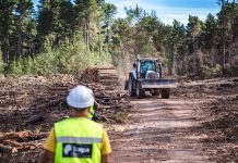 El Cabildo invierte más de 6,6 millones de euros en la recuperación de la masa forestal afectada por el incendio de 2023