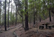 El Cabildo activa el Grado 1 de riesgo de incendio forestal en el sur de Tenerife